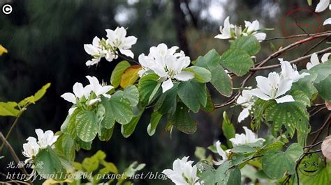 會開白花的樹|尋找一棵開白花的樹？ 認識一些！